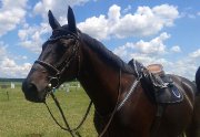 Recherche Cavalière en Demi-Pension - Montérégie