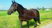 Recherche Cavalière en Demi-Pension - Montérégie