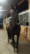 Recherche Cavalière en Demi-Pension - Montérégie