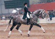 Saillies congelées de top étalons de dressage