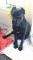 Chiot Cane Corso enregistré à vendre
