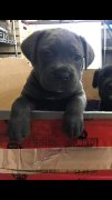Chiot Cane Corso enregistré à vendre