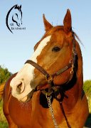 2 juments exeptionnelle à vendre!