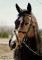 2 juments exeptionnelle à vendre!