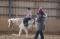 Cours d'équitation - entrainement compétition