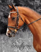 Prospect dressage Hanovrien à vendre