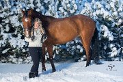 Prospect dressage Hanovrien à vendre