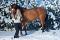 Prospect dressage Hanovrien à vendre