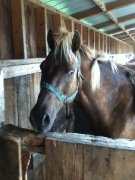 Recherche de l'info sur un cheval