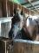 Recherche de l'info sur un cheval