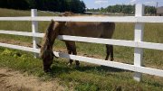 Recherche de l'info sur un cheval