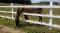 Recherche de l'info sur un cheval