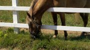 Recherche de l'info sur un cheval