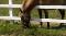 Recherche de l'info sur un cheval