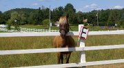 Recherche de l'info sur un cheval