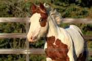 Supberbe Poulain à vendre de grande lignée