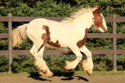 Supberbe Poulain à vendre de grande lignée