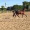 Cheval demi-frison à vendre