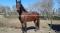 Cheval demi-frison à vendre