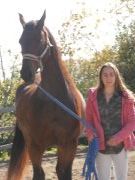 Cheval demi-frison à vendre
