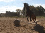 Cheval demi-frison à vendre