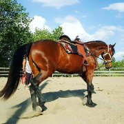 Cheval demi-frison à vendre
