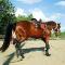 Cheval demi-frison à vendre