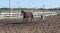 Magnifique Standerbred 7 ans