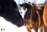 ponette de 13 main cherche demi pension :) québec 45$/mois