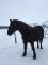 CHEVAL GUILDING CANADIEN ENREGISTRÉ