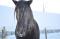 CHEVAL GUILDING CANADIEN ENREGISTRÉ