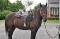 CHEVAL GUILDING CANADIEN ENREGISTRÉ