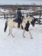 Hongre Paint horse, 12 ans