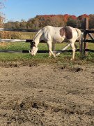 Hongre Paint horse, 12 ans