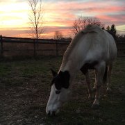 Hongre Paint horse, 12 ans