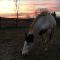 Hongre Paint horse, 12 ans