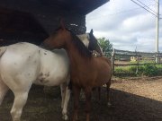 Hongre Paint horse, 12 ans