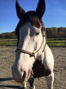 Hongre Paint horse, 12 ans