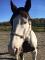 Hongre Paint horse, 12 ans