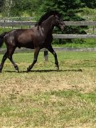 Large poney Canadien noir