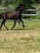 Large poney Canadien noir