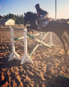 Large poney Canadien noir