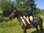 Large poney Canadien noir