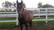 Jument warmblood de 4 ans
