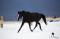 MAGNIFIQUE LARGE PONETTE