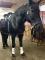 Demi Pension St Roch de L'Achigan Jument 16.3hh...