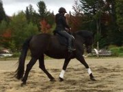 Demi Pension St Roch de L'Achigan Jument 16.3hh classique 