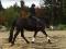 Demi Pension St Roch de L'Achigan Jument 16.3hh...