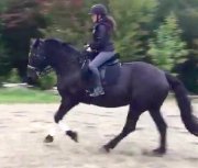 Demi Pension St Roch de L'Achigan Jument 16.3hh classique 