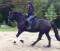 Demi Pension St Roch de L'Achigan Jument 16.3hh...